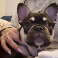 Bulldog francese femminuccia