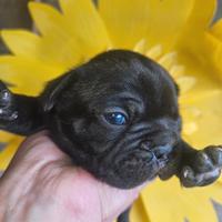 Bulldog francese nero