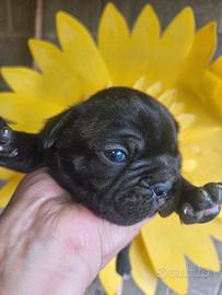 Bulldog francese nero