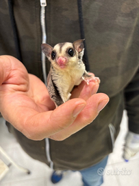 Petauri dello zucchero