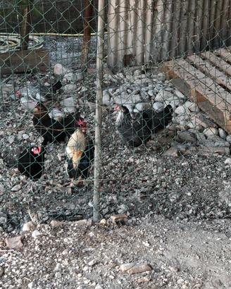 Galline