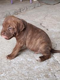 Cuccioli di cane corso