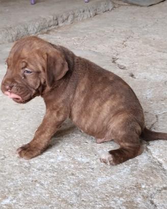 Cuccioli di cane corso