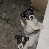 Cuccioli jack Russell puri