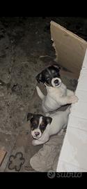 Cuccioli jack Russell puri