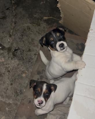 Cuccioli jack Russell puri