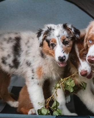 Cuccioli Pastore Australiano pedigree