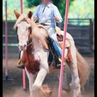 Mezza fida cavallo equitazione 