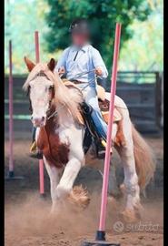 Mezza fida cavallo equitazione 