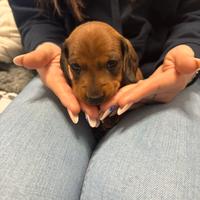 Cuccioli di bassotto