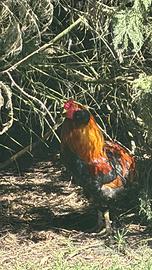 Galli Auracana