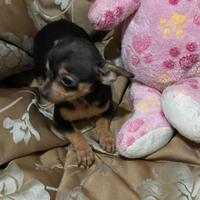 Chihuahua Maschio,Nato il 09/11/2025,peso 780 Gr