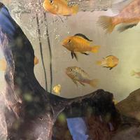 Ciclidi malawi, acquario tropicale