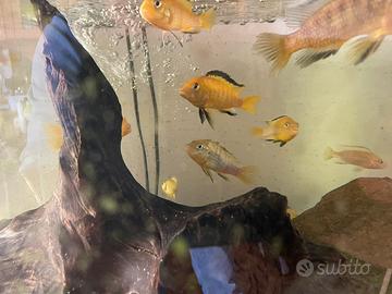 Ciclidi malawi, acquario tropicale