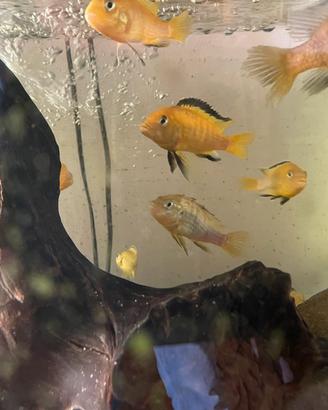 Ciclidi malawi, acquario tropicale