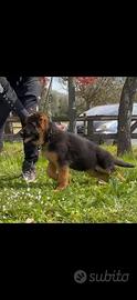 Cucciolo pastore tedesco