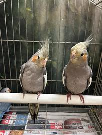 Calopsite allevati a mano