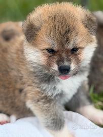 Cuccioli Akita Inu