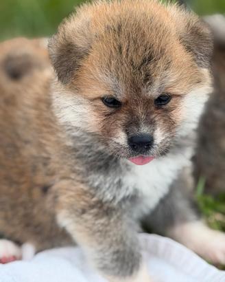 Cuccioli Akita Inu