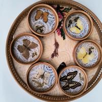 Vassoio con farfalle vere