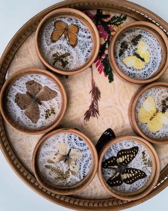 Vassoio con farfalle vere