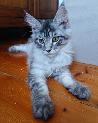 Cuccioli Maine Coon con pedigree