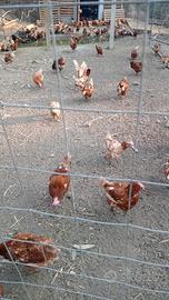 galline ovaiole