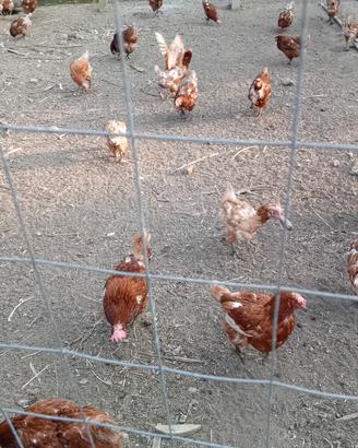 galline ovaiole