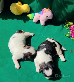 Cuccioli di Shihtzu