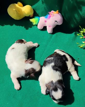 Cuccioli di Shihtzu