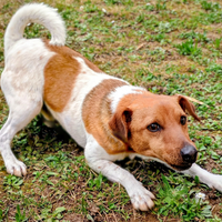 Jack Russell Terrier