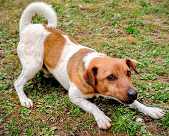 Jack Russell Terrier