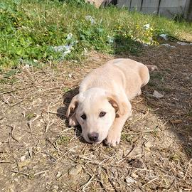 Cuccioli chiari in adozione