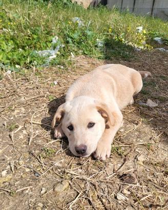 Cuccioli chiari in adozione