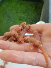 Pleurodeles waltl