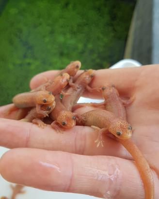 Pleurodeles waltl