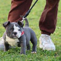Bully exotic
