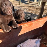 Labrador pedigree genealogia Expo