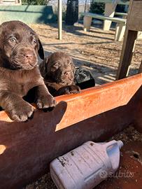 Labrador pedigree genealogia Expo