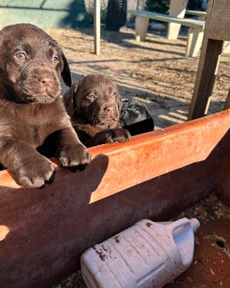 Labrador pedigree genealogia Expo