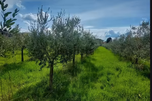 Terreno con olivi
