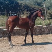 Puledra Sella Italiano 2025