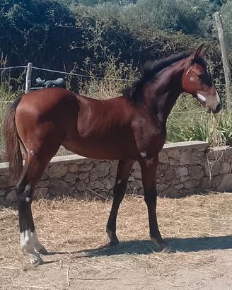 Puledra Sella Italiano 2025