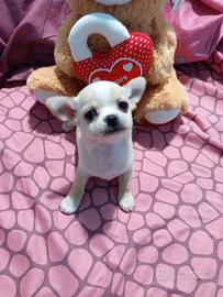 Chihuahua femminuccia