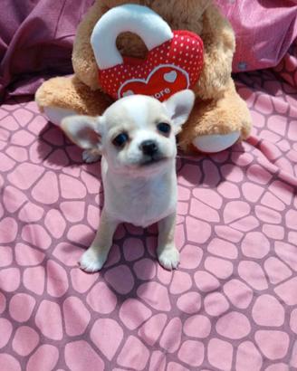Chihuahua femminuccia
