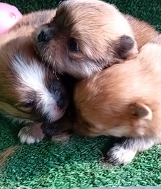 Volpini di pomerania Toy