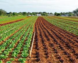 Terreno agricolo