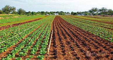 Terreno agricolo