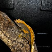 Geko crestato