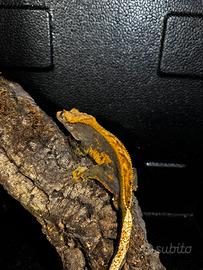 Geko crestato